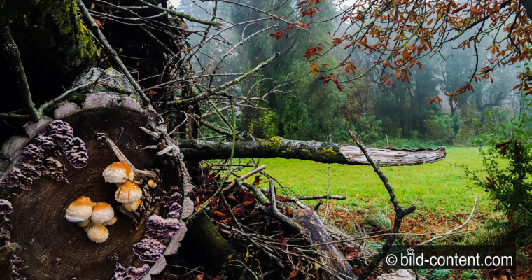 Impressionen aus dem Wienerwald