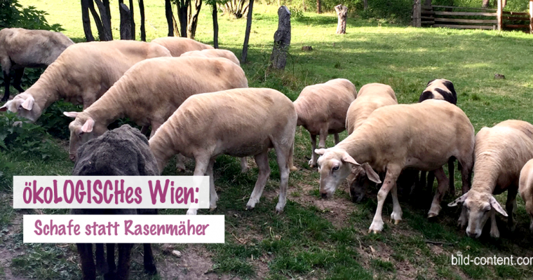 Therapiehelfer und Rasenmäher: Schafe in Wien