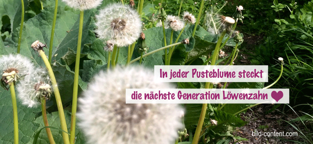 Pusteblumen