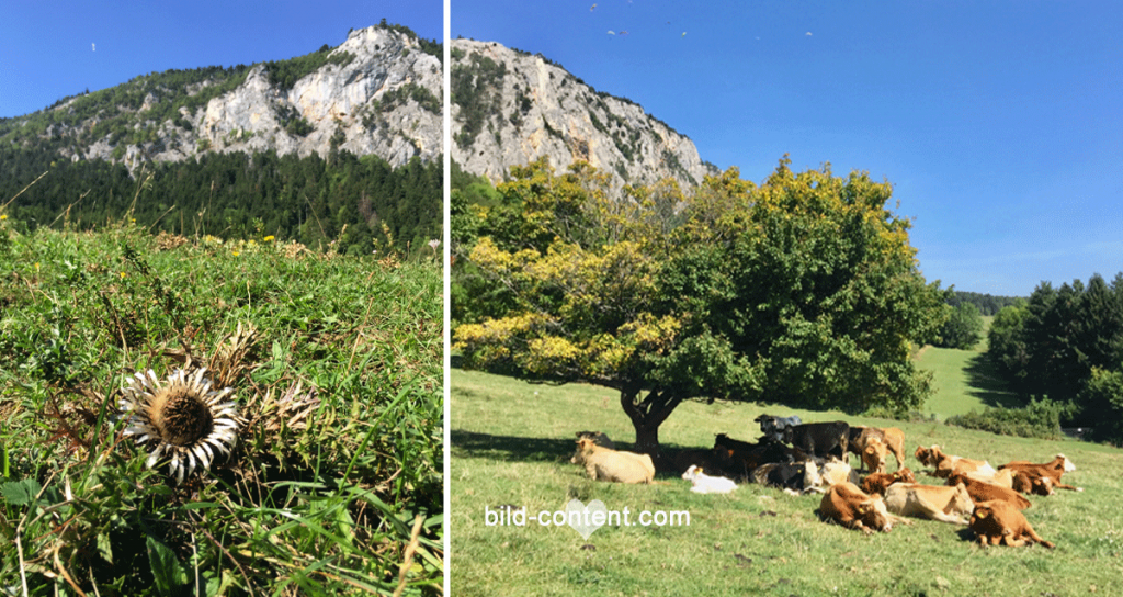 Hohe Wand Niederösterreich; Kühe auf der Weide; wandern in Niederösterreich; Straßenbahnerweg