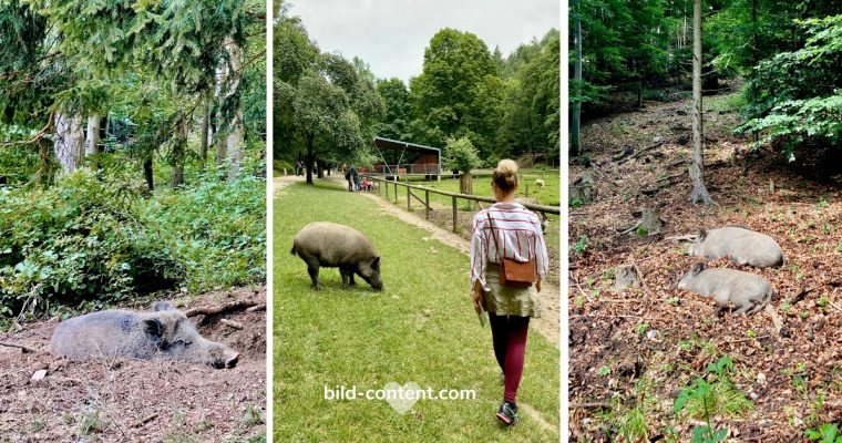 Naturpark Sparbach – Wildschweine, Ruinen und Streichelzoo