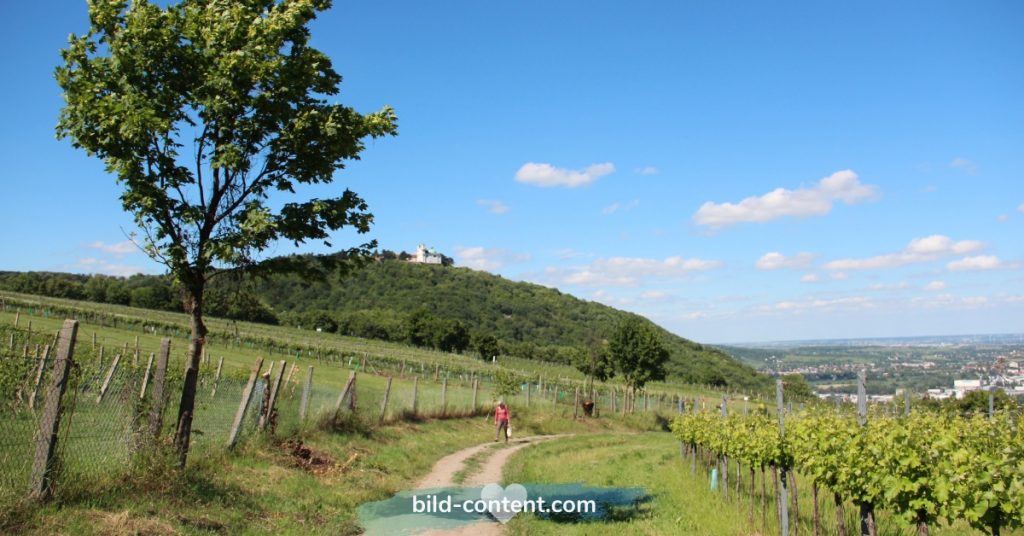 Weinberg am Nussdorf in Wien Döbling