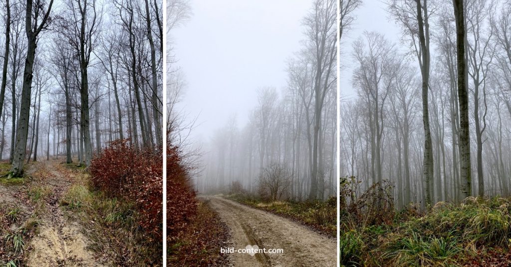 Nebel im Wienerwald