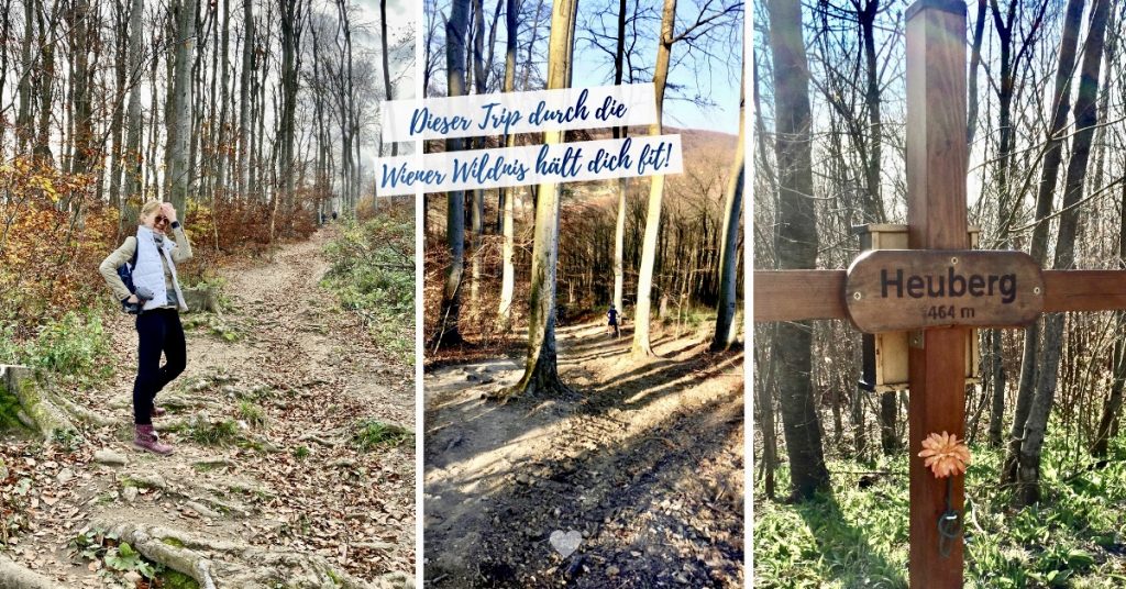 Weg auf den Heuberg Gipfel von der Schwarzenbergallee in Neuwaldegg aus