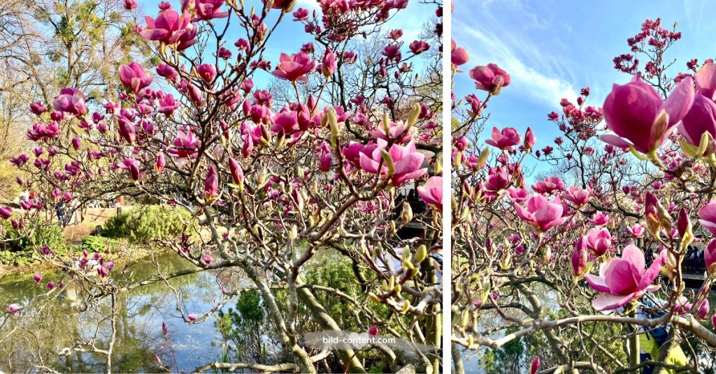 Magnolien im Setagayapark Wien 