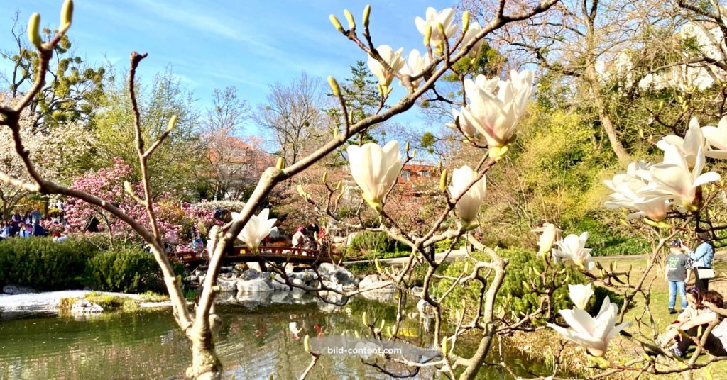 Setagayapark Wien während der Magnolien und Kirschblüte