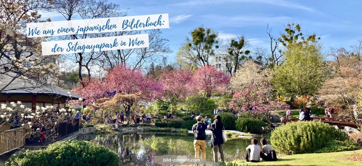 Kirschblüte im Setagayapark Wien. Bild © Astrid Eishofer