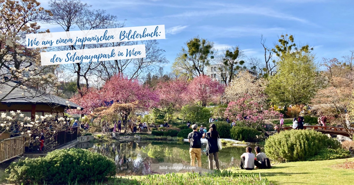 Setagayapark Wien  – Kirschblüte im japanischen Garten