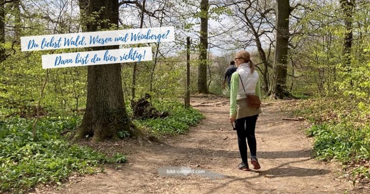 Wanderroute: Schloss Wilhelminenberg – Eselstiege – Gemeindewald