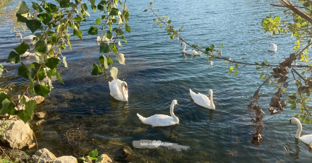 Schwäne auf der neuen Donau in Wien © Astrid Eishofer