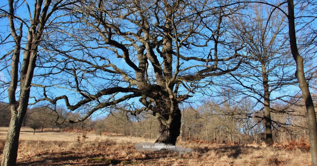 Lainzer Tiergarten