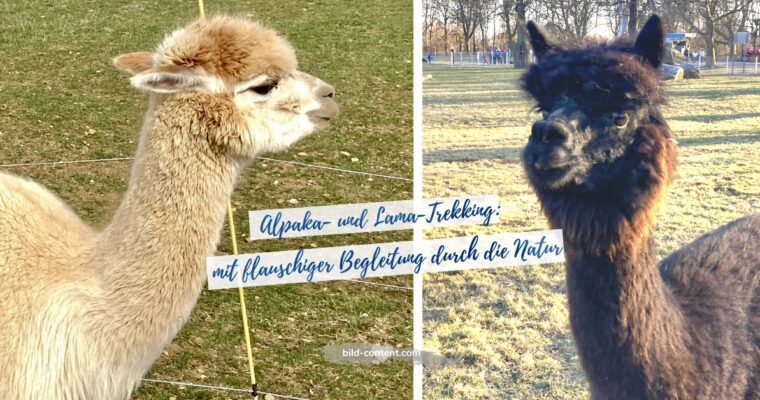Alpaka- und Lama-Wanderungen in Wien und Umgebung